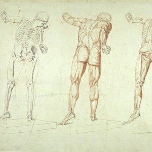 cours de morphologie et anatomie artistique
