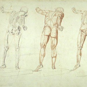 cours de morphologie et anatomie artistique