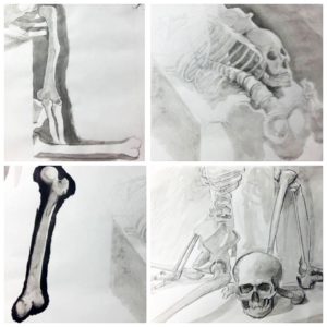 stage de morphologie