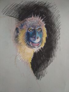 Stage de dessin animalier Muséum